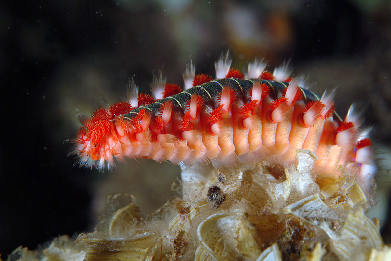 Hermodice carunculata